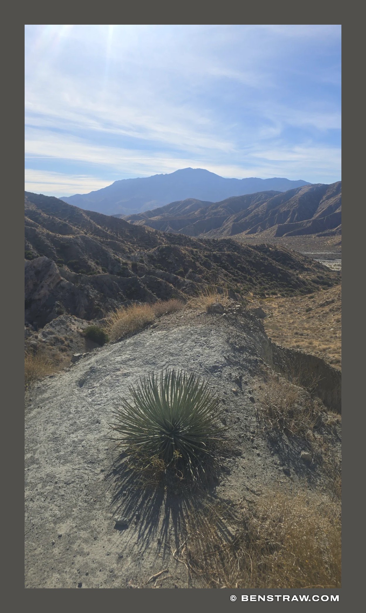 Yucca on the Ridge